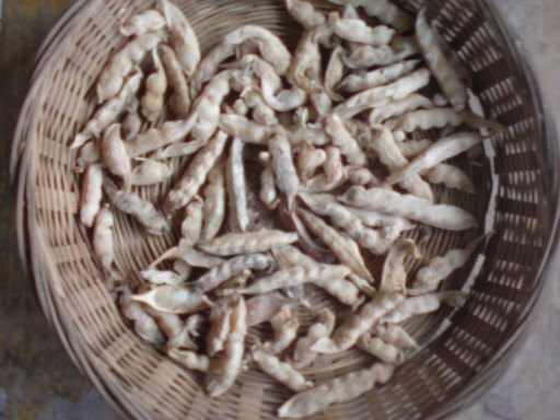 ���V���F�̐��E