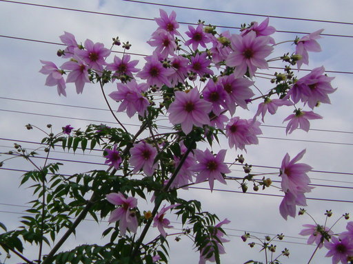 ���V���F�̐��E