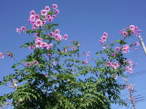 ���V���F�̐��E