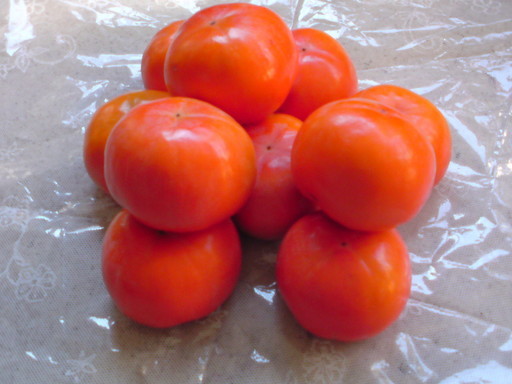 ���V���F�̐��E