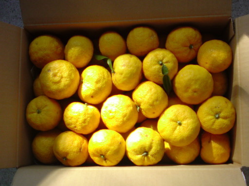 ���V���F�̐��E