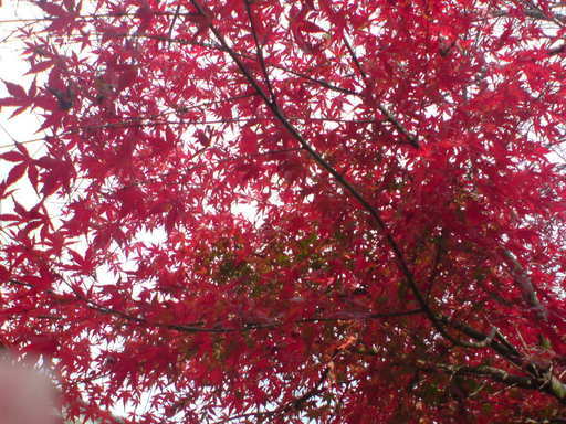 ���V���F�̐��E