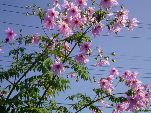 ���V���F�̐��E