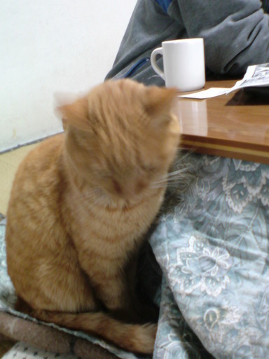 ���V���F�̐��E