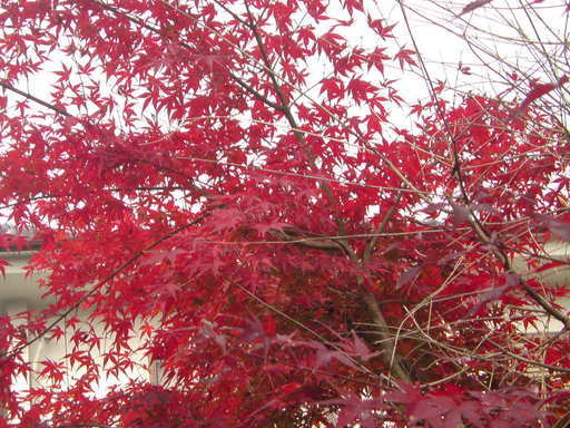 ���V���F�̐��E