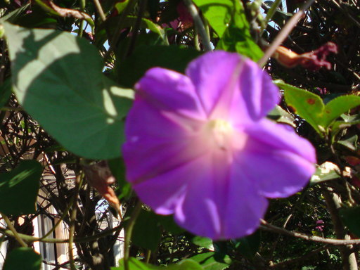 ���V���F�̐��E