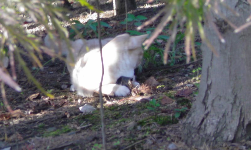 ���V���F�̐��E