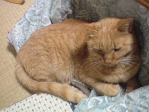 ���V���F�̐��E