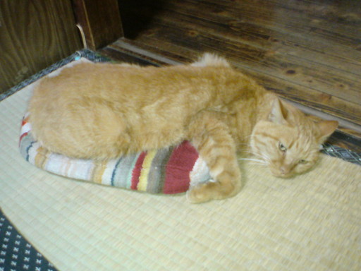 ���V���F�̐��E