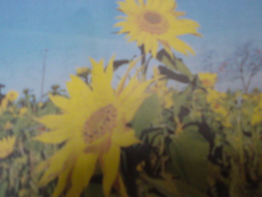 ���V���F�̐��E