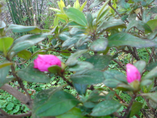 ���V���F�̐��E