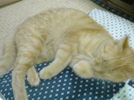 ���V���F�̐��E