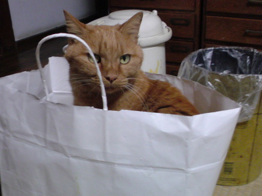 ���V���F�̐��E