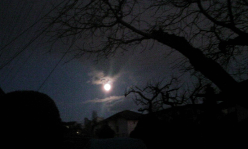 ���V���F�̐��E