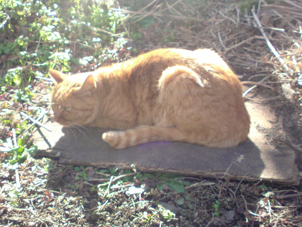 ���V���F�̐��E