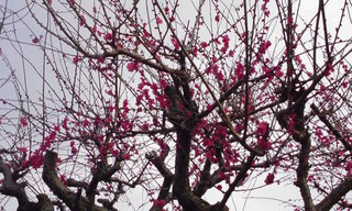 ���V���F�̐��E