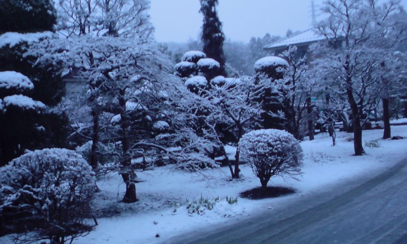 ���V���F�̐��E