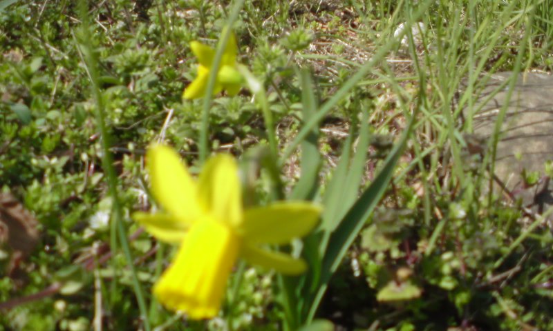 ���V���F�̐��E