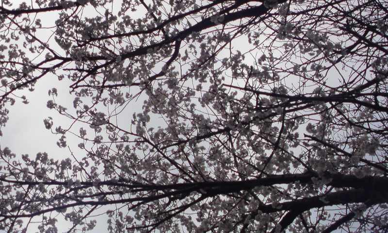 ���V���F�̐��E