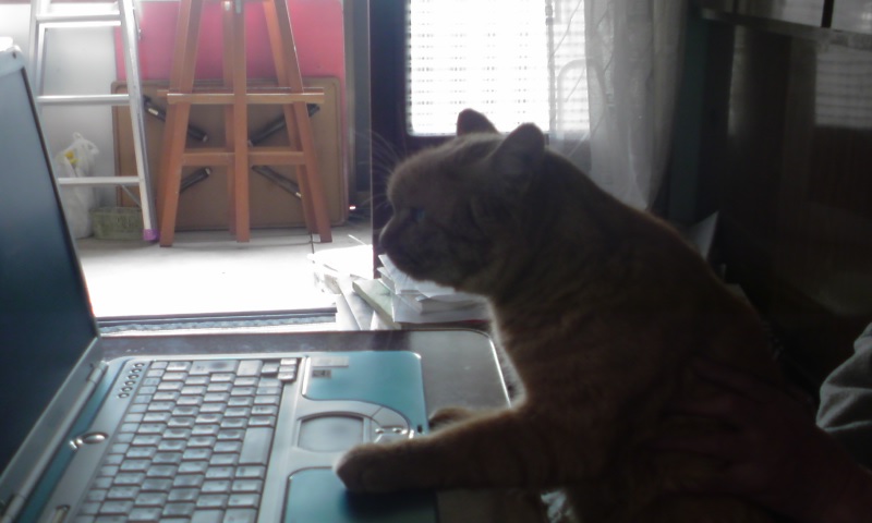 ���V���F�̐��E