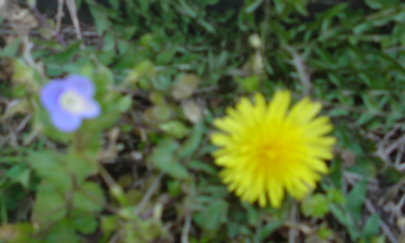 ���V���F�̐��E