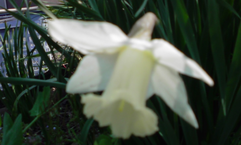 ���V���F�̐��E