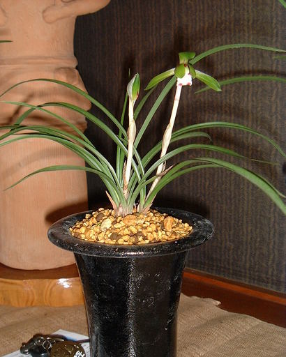 ���V���F�̐��E