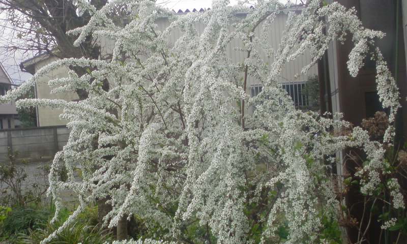 ���V���F�̐��E