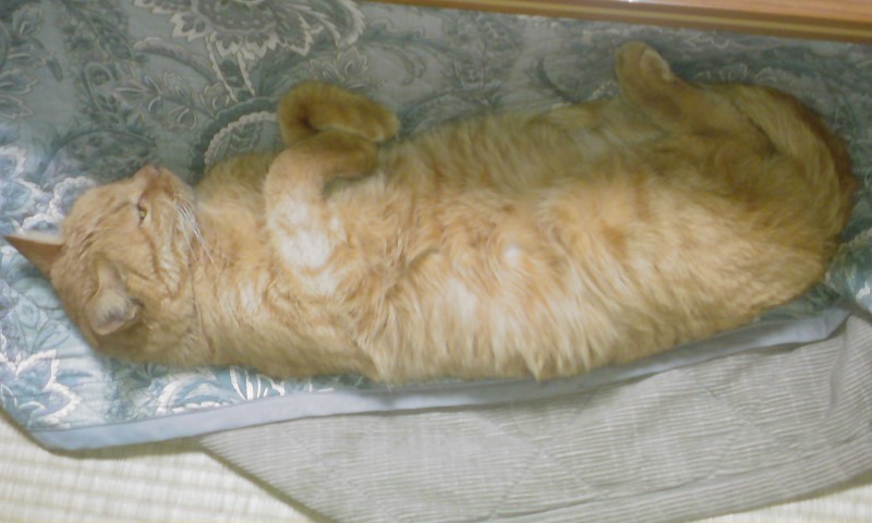 ���V���F�̐��E