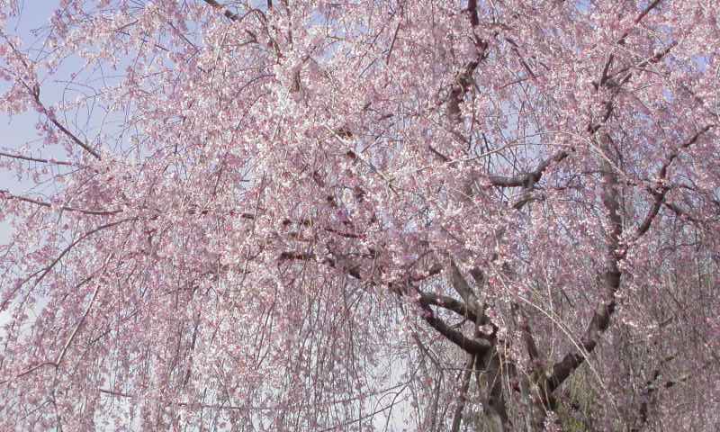 ���V���F�̐��E