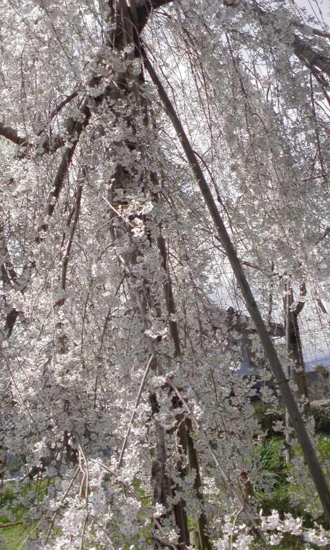 ���V���F�̐��E