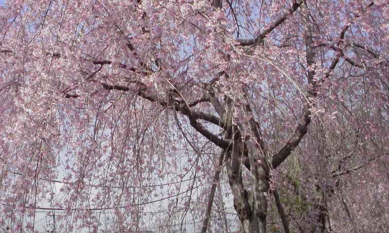 ���V���F�̐��E