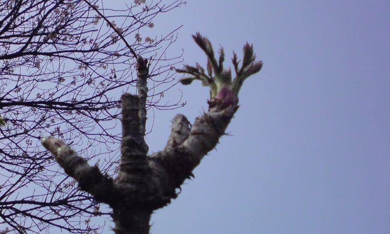 ���V���F�̐��E