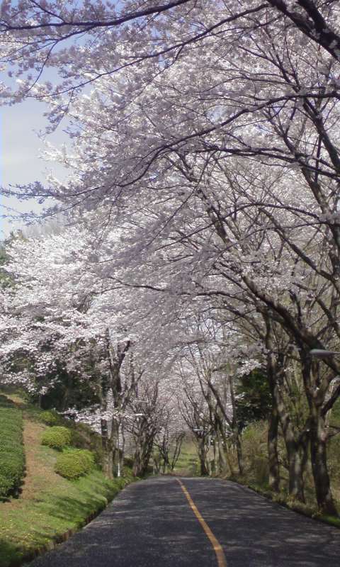 ���V���F�̐��E