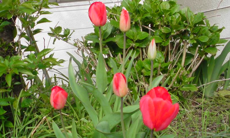 ���V���F�̐��E