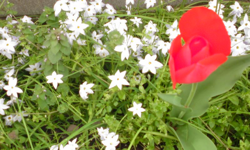 ���V���F�̐��E