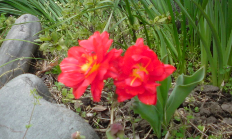 ���V���F�̐��E