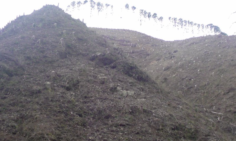 ���V���F�̐��E