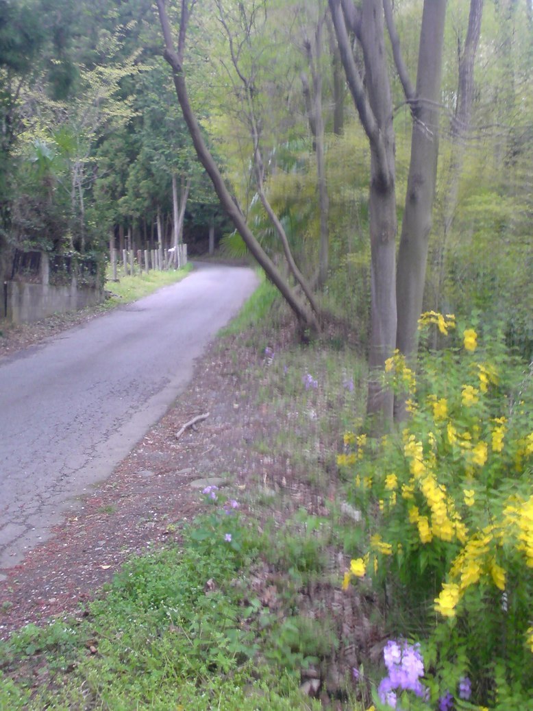 ���V���F�̐��E