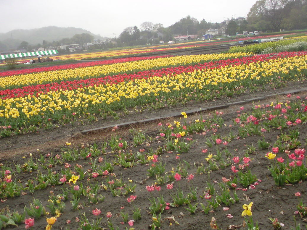 ���V���F�̐��E