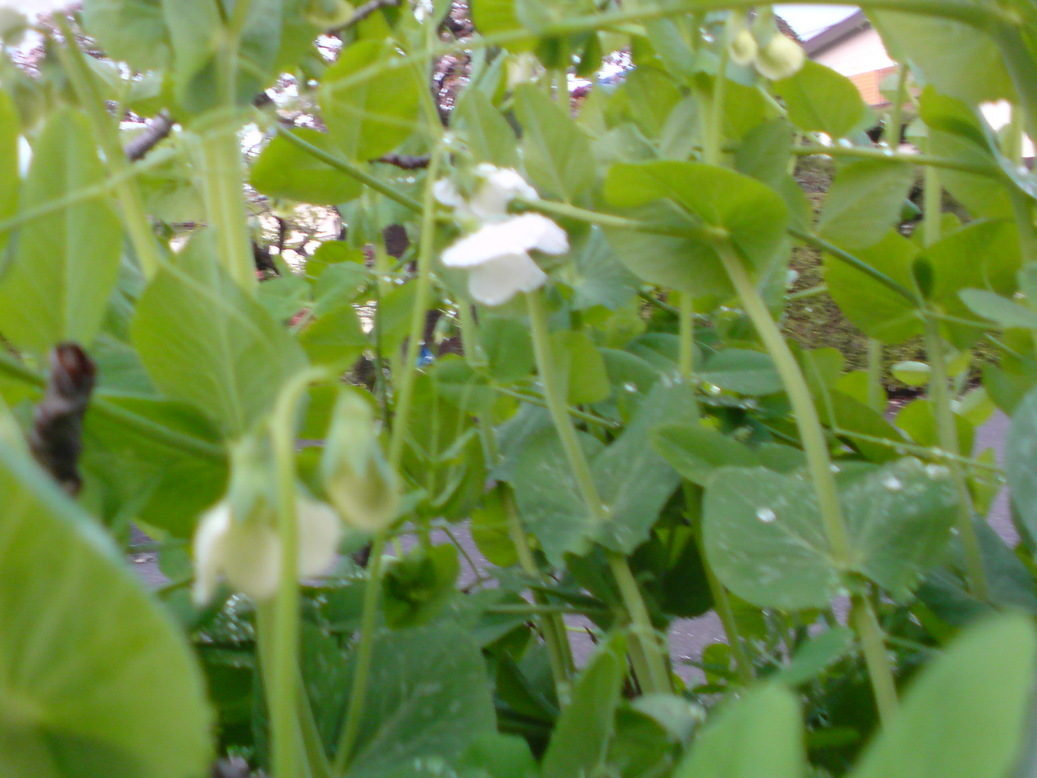 ���V���F�̐��E