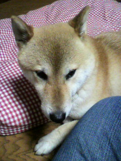 ���т����̂܂�������L�B