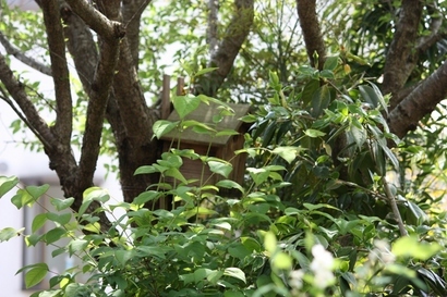 ���т����̂܂�������L�B