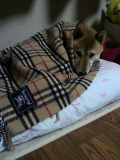 ���т����̂܂�������L�B