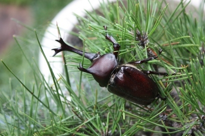 ���т����̂܂�������L�B