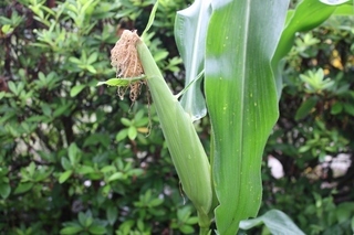 ���т����̂܂�������L�B