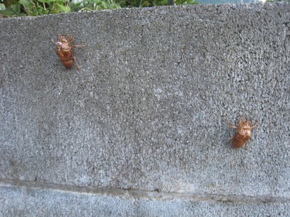 ���т����̂܂�������L�B