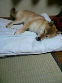 ���т����̂܂�������L�B