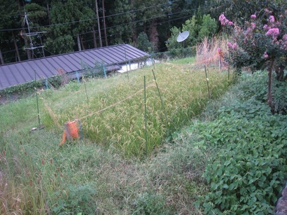 ���т����̂܂�������L�B