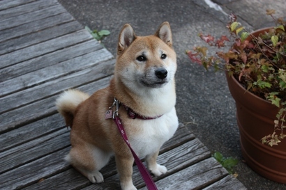 ���т����̂܂�������L�B